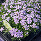Creeping Phlox 'Emerald Blue'