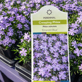 Creeping Phlox 'Emerald Blue'