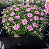 Creeping Phlox 'Emerald Pink'