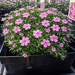 Creeping Phlox 'Emerald Pink'
