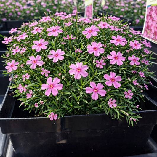 Creeping Phlox 'Emerald Pink'