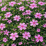 Creeping Phlox 'Emerald Pink'