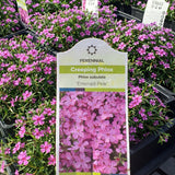 Creeping Phlox 'Emerald Pink'