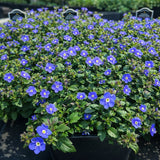 Veronica 'Georgia Blue' (Speedwell)