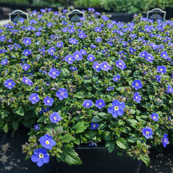 Veronica 'Georgia Blue' (Speedwell)