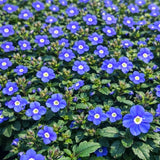 Veronica 'Georgia Blue' (Speedwell)