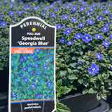 Veronica 'Georgia Blue' (Speedwell)