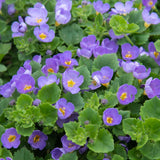 Bacopa 'Scopia® Gulliver Blue'