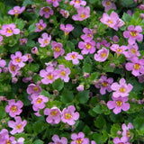 Bacopa 'Scopia® Gulliver Pink'