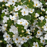 Bacopa 'Scopia® Gulliver White'