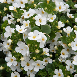 Bacopa 'Scopia® Gulliver White'