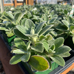 Lamb's Ear 'Helene Von Stein'