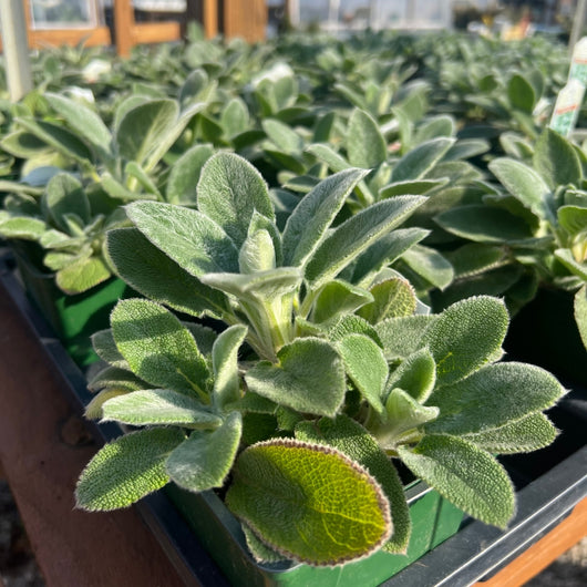 Lamb's Ear 'Helene Von Stein'