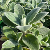 Lamb's Ear 'Helene Von Stein'