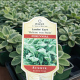 Lamb's Ear 'Helene Von Stein'