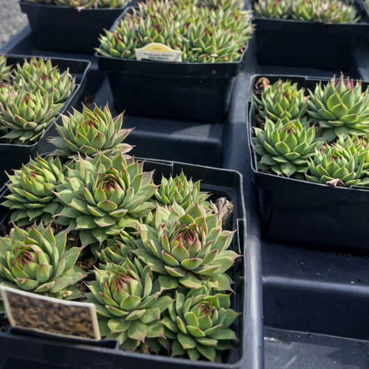 Sempervivum 'Kalinda'