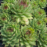 Sempervivum 'Kalinda'
