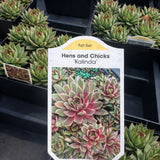 Sempervivum 'Kalinda'