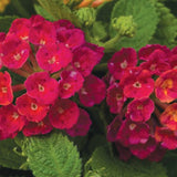 Lantana camara 'Bandana® Cherry'
