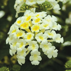 Lantana 'Bandana® White'