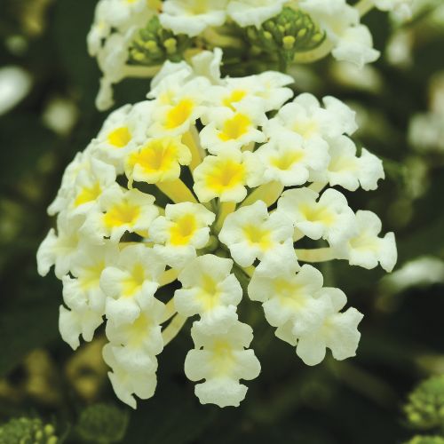 Lantana 'Bandana® White'