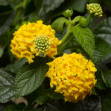 Lantana 'Bandana® Yellow'