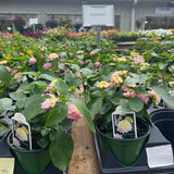 Lantana Lucky® Lavender