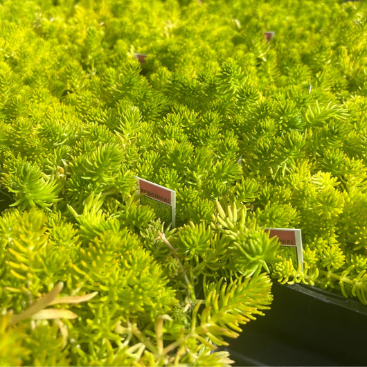 Close-up of Sedum 'lemon ball' with small signs in a garden setting