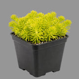 Potted plant with bright green foliage in a black pot on a gray background