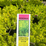 Lemon Ball Stonecrop Sedum plant with a label in a green bush