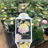 Lantana Lucky® Lavender