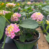 Lantana Lucky® Lavender