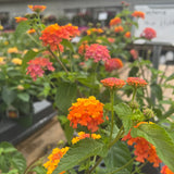 Lantana 'Miss Huff'