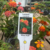 Lantana 'Miss Huff'