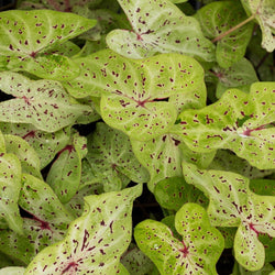 Caladium 'Miss Muffet'