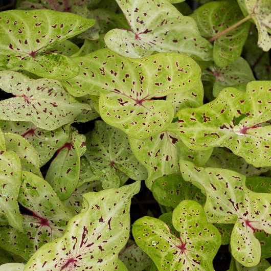Caladium 'Miss Muffet'