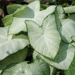 Caladium 'Moonlight'