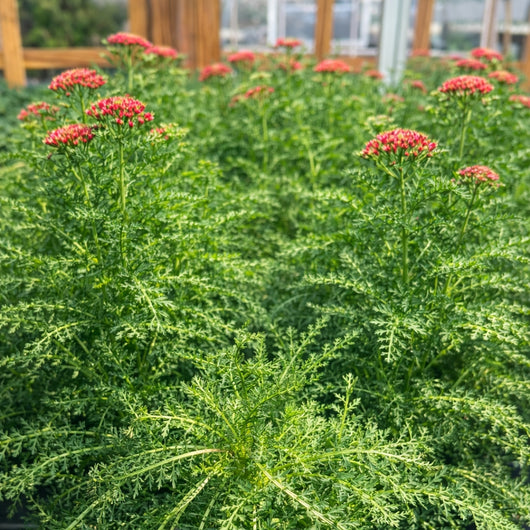 Achillea 'New Vintage™ Red' (Yarrow)
