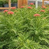 Achillea 'New Vintage™ Red' (Yarrow)