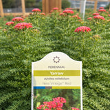 Achillea 'New Vintage™ Red' (Yarrow)