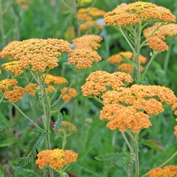 Achillea 'New Vintage™ Terracotta' (Yarrow)