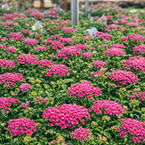 Achillea 'New Vintage™ Violet' (Yarrow)