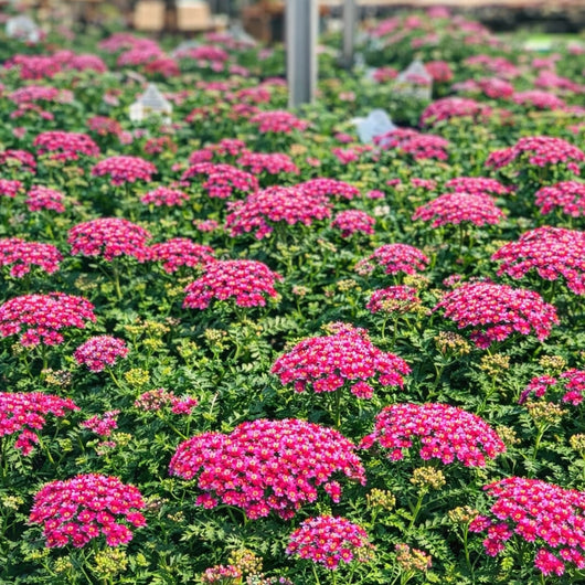 Achillea 'New Vintage™ Violet' (Yarrow)