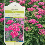 Achillea 'New Vintage™ Violet' (Yarrow)