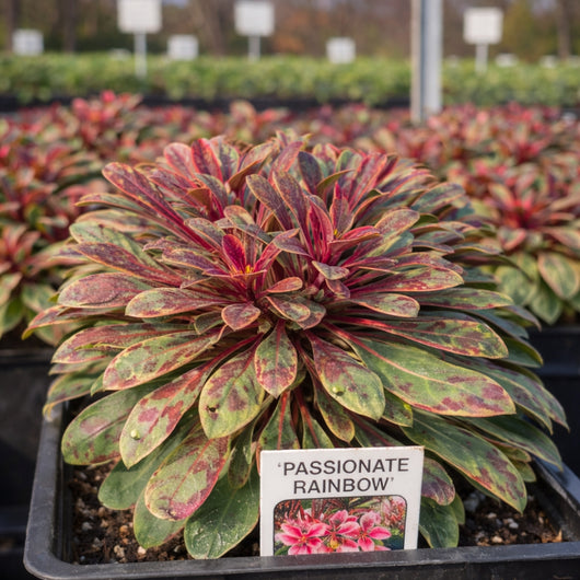 Gaura 'Passionate Rainbow'