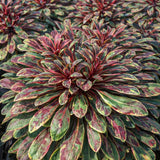 Gaura 'Passionate Rainbow'