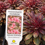 Gaura 'Passionate Rainbow'