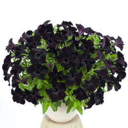 Petunia 'Black Magic'