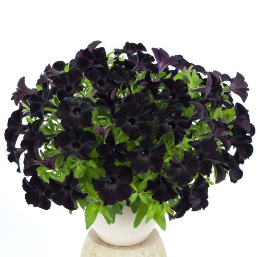 Petunia 'Black Magic'