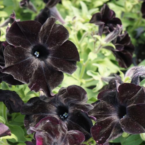 Petunia 'Crazytunia® Black Mamba'